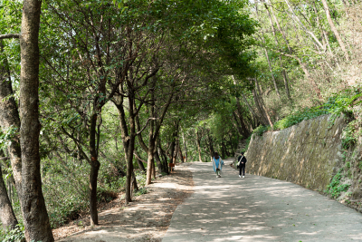 林间小道风景高清图