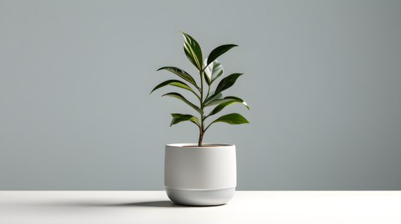 白色盆中的绿植摄影图