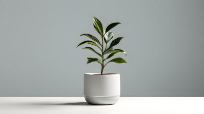 白色盆中的绿植摄影图