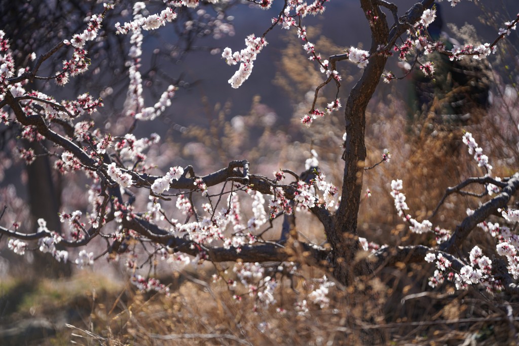 粉白色桃花树高清图版权图片下载