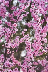 粉色鲜艳开满枝头的花朵摄影图