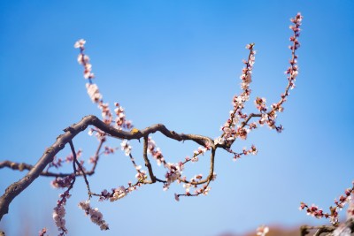 蓝天下的秀气桃花高清图