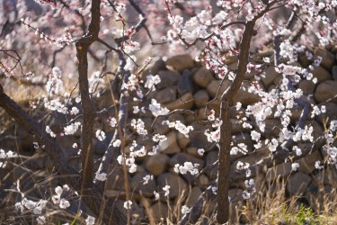 满园鲜花高清图