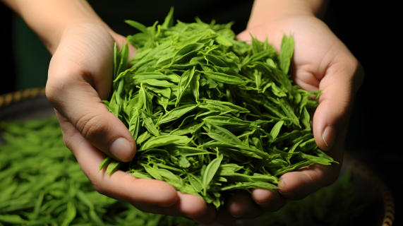 新鲜绿茶叶的精细纹理摄影图片