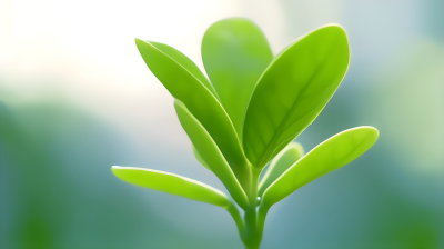 青苔上的嫩绿芽，充满活力的写实风摄影图片