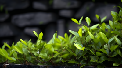 黑砖墙旁的青色植物摄影图片