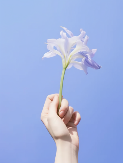 紫色背景中的手持鲜花摄影图片