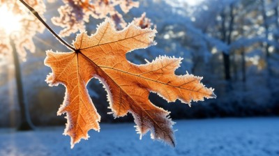 枫叶结霜摄影图片