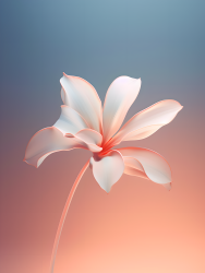 简约花瓣摄影图片