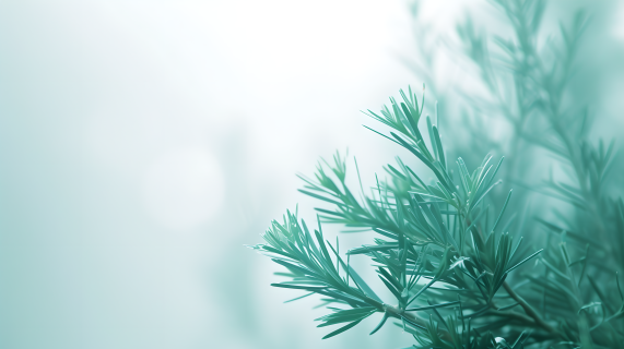 小清新植物唯美图片