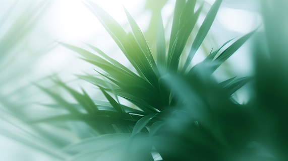 小清新植物图片