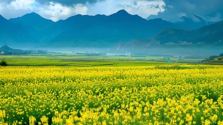 油菜花田春意盎然图片