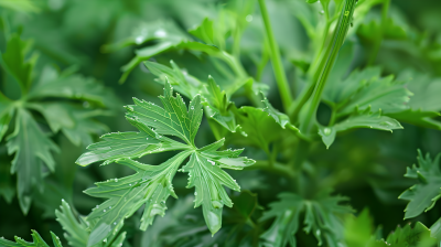 艾草绿色植物图片