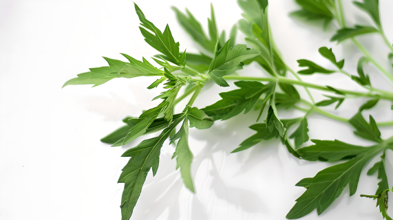 艾草叶片图片