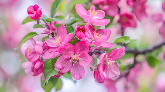 海棠花花蕊图片