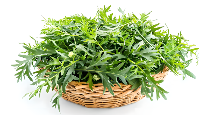 艾草创意图片