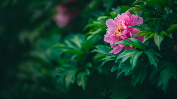 牡丹花绿叶特写图片