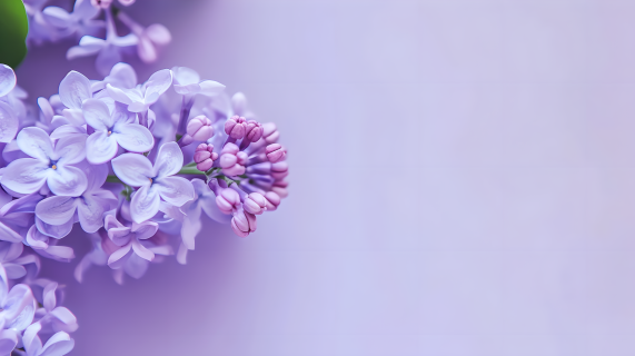 丁香花唯美图片