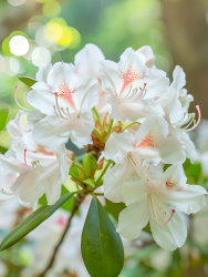 杜鹃花与绿叶图片