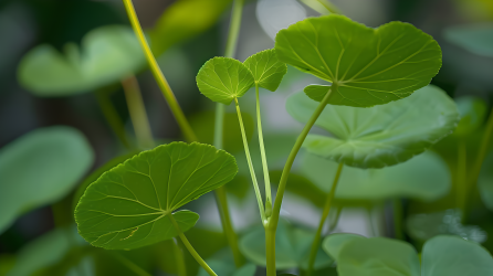 金钱草心形叶片图片