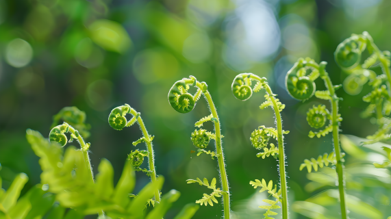 蕨菜蕨类植物图片