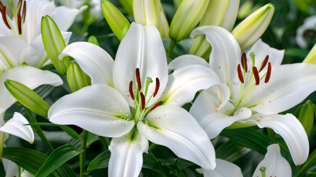 百合花白色花瓣图片