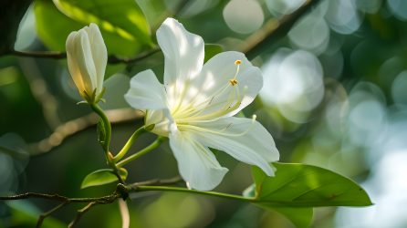 紫荆花绿叶图片