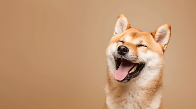 柴犬艺术照图片