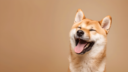 柴犬艺术照图片