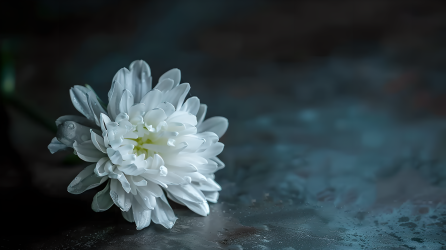 一朵白菊花图片