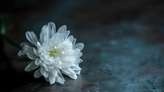 一朵白菊花图片