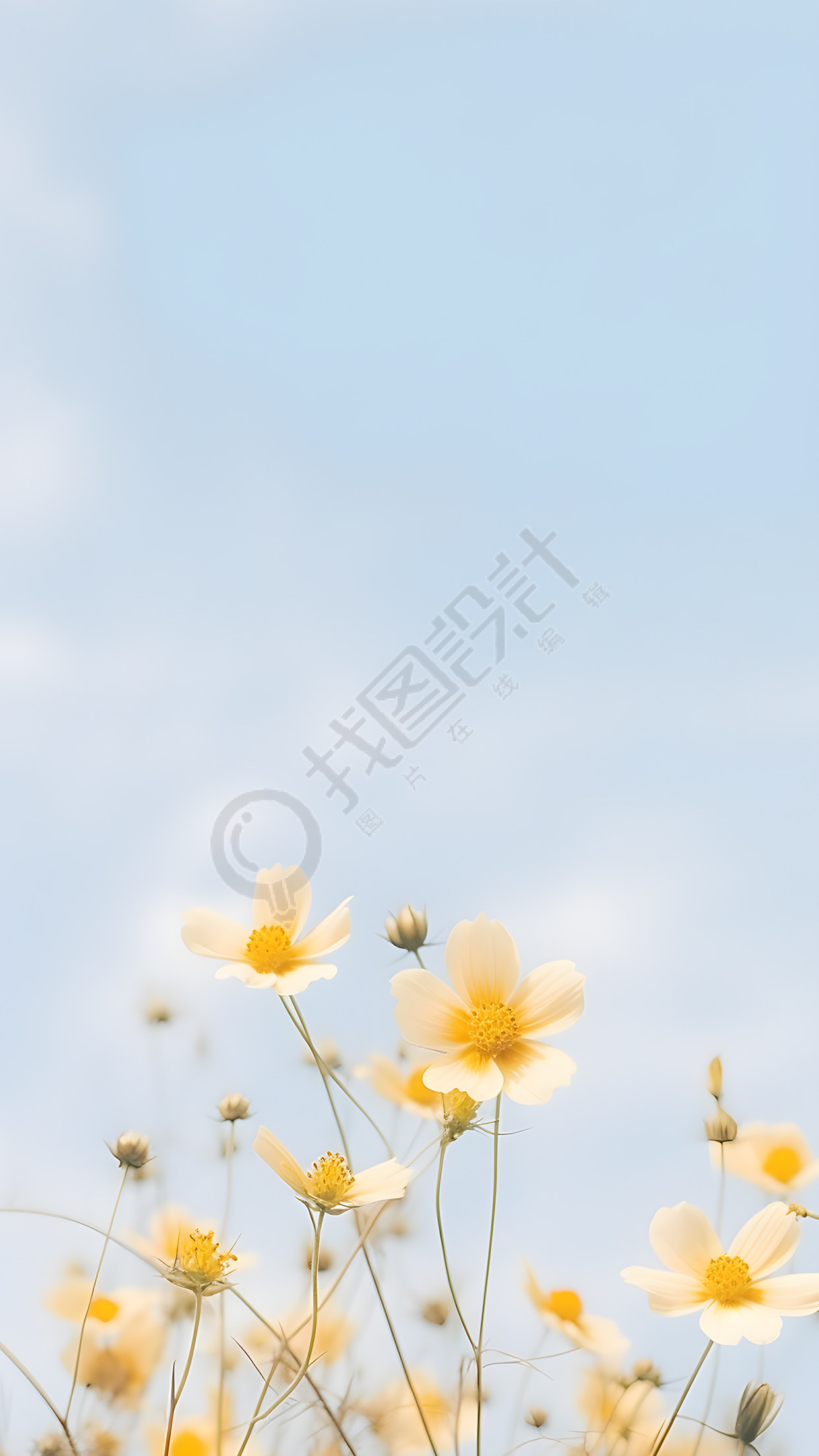 白色黄色小雏菊小清新背景