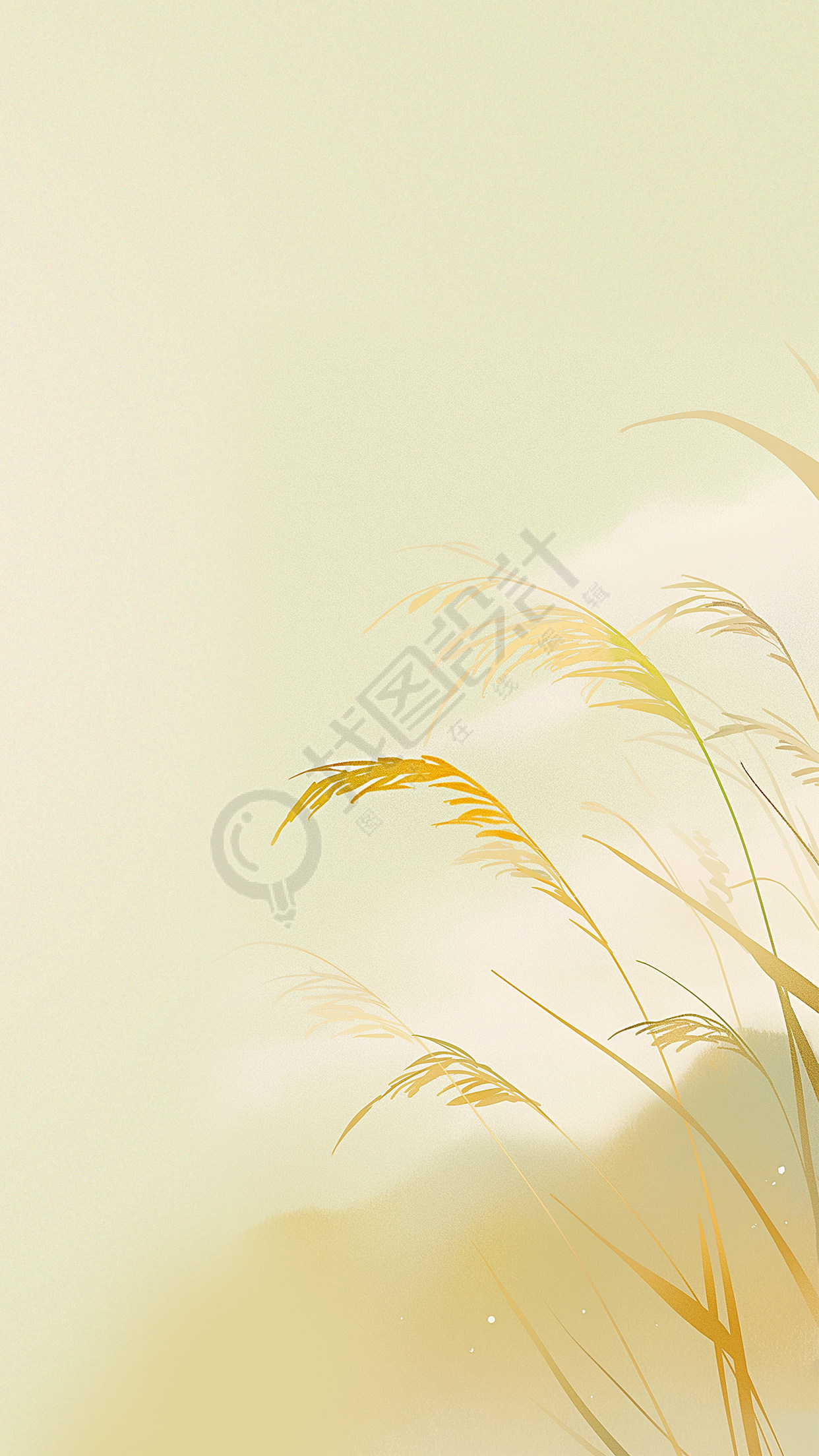白露时节芦苇背景