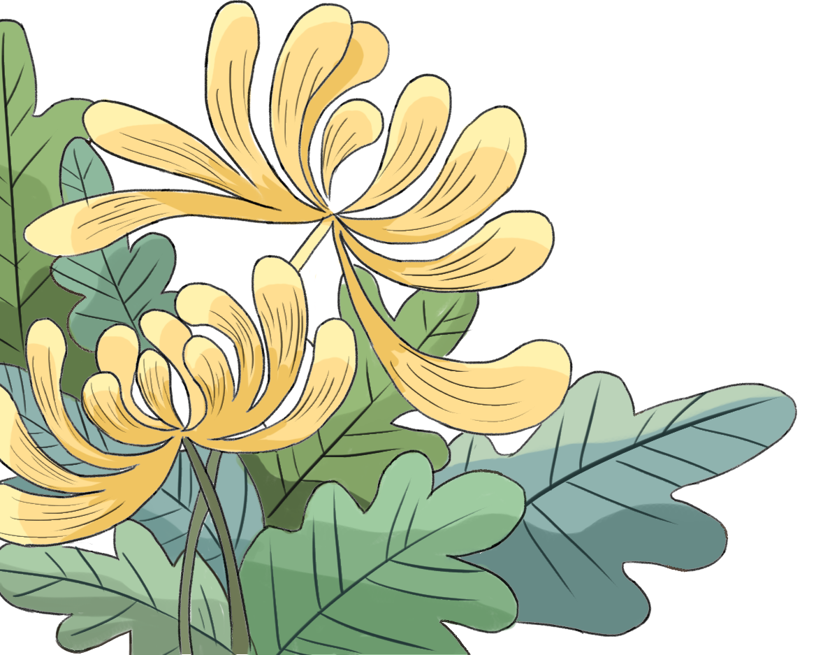 菊花/重阳节