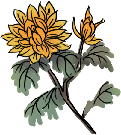 菊花