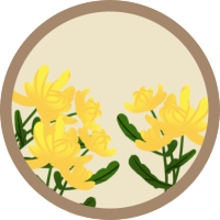 菊花/重阳节