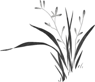 植物