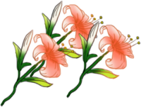 百合花