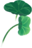 荷叶