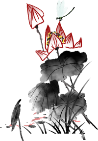 荷花