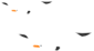 海鸥