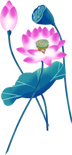荷花