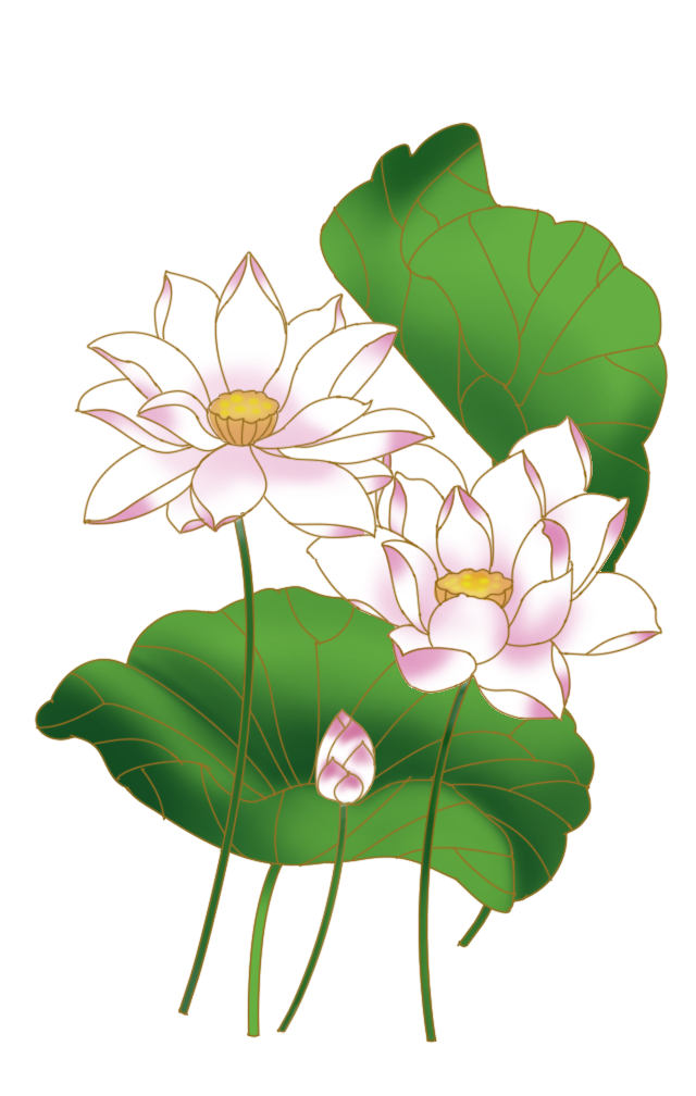 荷花