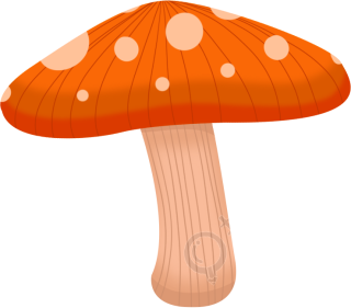 蘑菇
