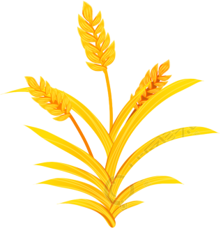 麦子