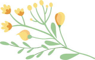 花枝