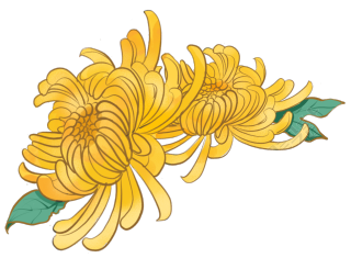 手绘立体清新菊花