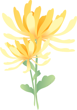 菊花