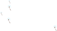 蒲公英