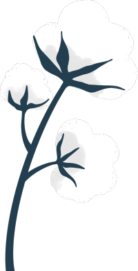 棉花